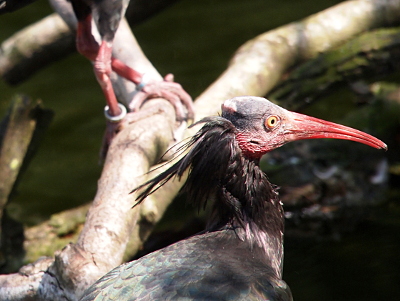 [The bird's long curved red bill points to the right side of the image. Its yellow eyes with a black center stick out from its head. The feathers on its head start half-way down the back; the rest of the head is feather-free. The image is of the head and upper torso of the bird.]